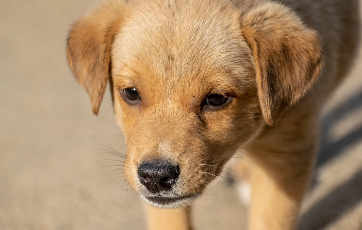 狗狗吐白沫 狗狗吐白沫