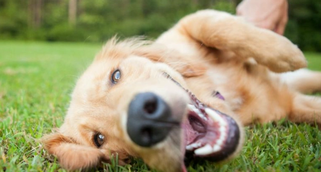 狗狗耳朵結痂原因