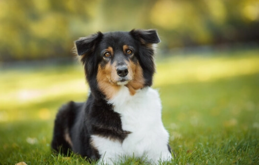 狗耳朵發炎治療 狗耳朵發炎治療