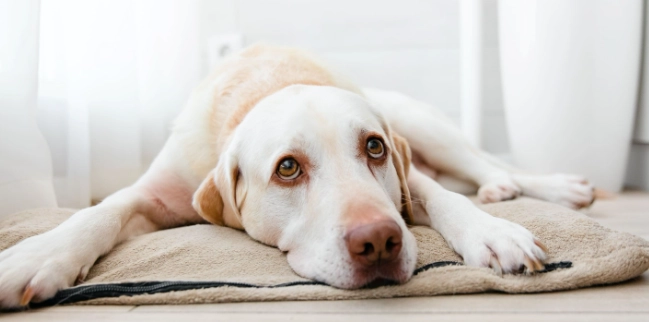 狗狗抽搐原因 狗狗抽搐原因