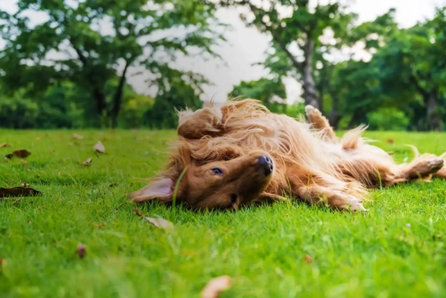 狗狗耳朵清潔 狗狗耳朵清潔