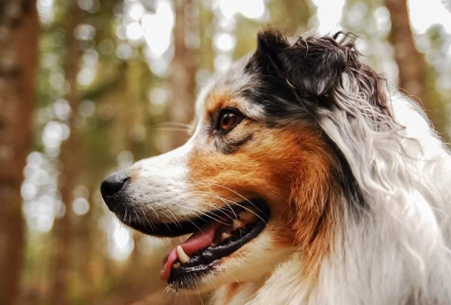 狗耳朵發炎怎麼辦 狗耳朵發炎怎麼辦