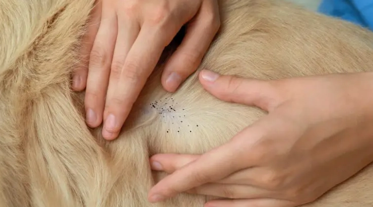 壁蝨叮咬症狀 壁蝨叮咬症狀