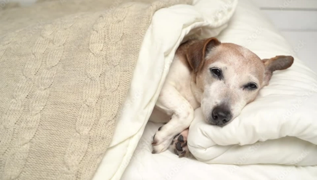 狗狗健康管理 狗狗健康管理