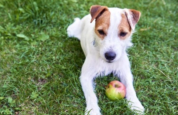 狗轉圈原因 狗轉圈原因