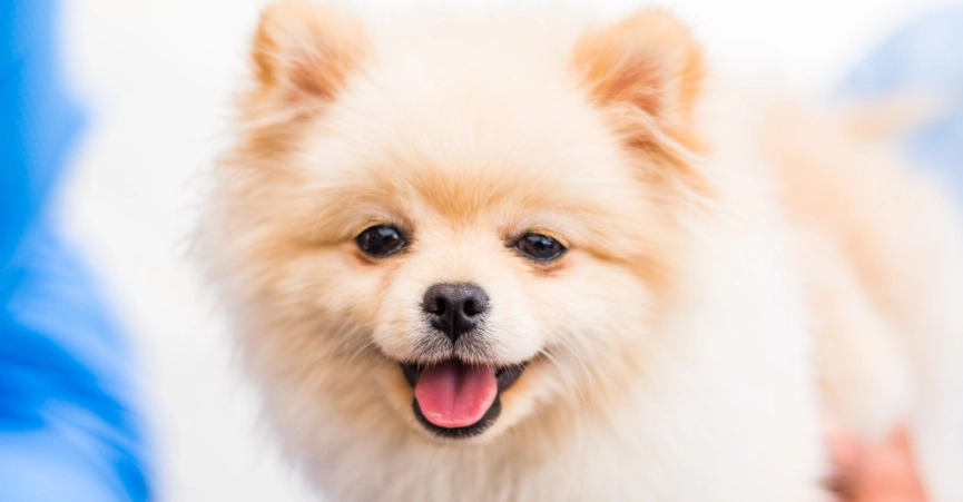 狗狗肺積水可以活多久