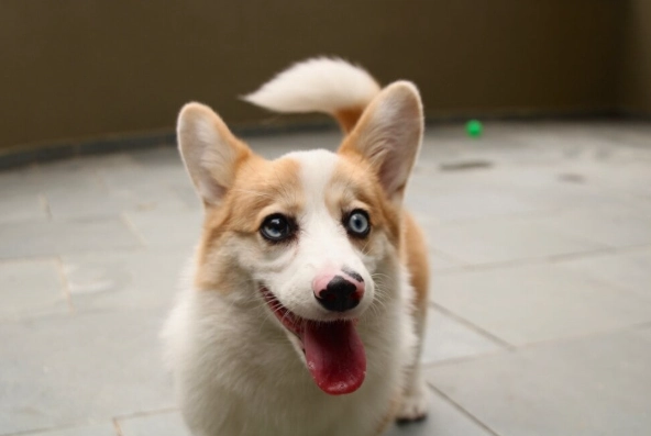 狗狗一直甩頭 狗狗一直甩頭