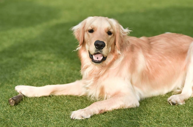 老年狗照顧 老年狗照顧