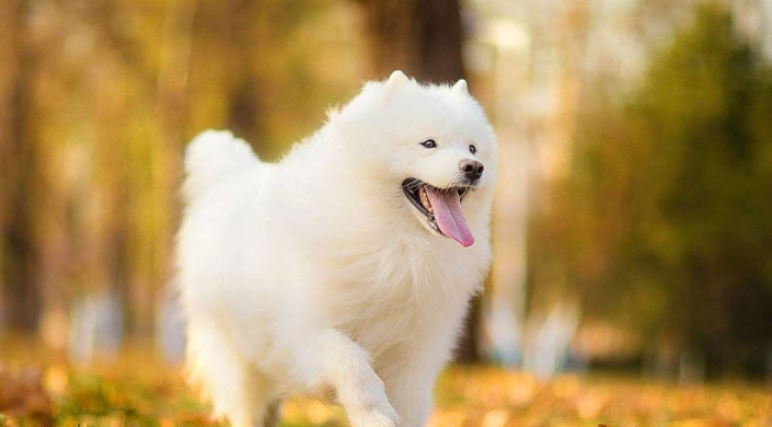 狗狗驅蟲藥推薦