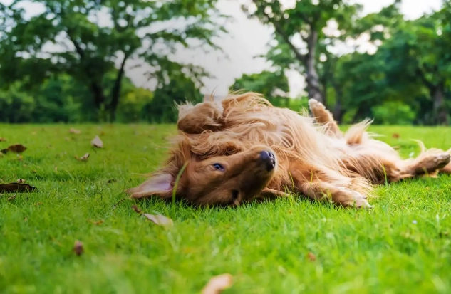 狗狗耳朵結痂治療