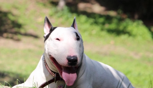 狗抽搐處理 狗抽搐處理