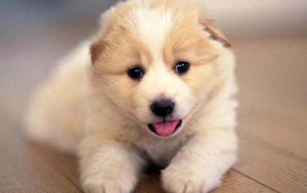 胰臟炎狗狗飲食 胰臟炎狗狗飲食