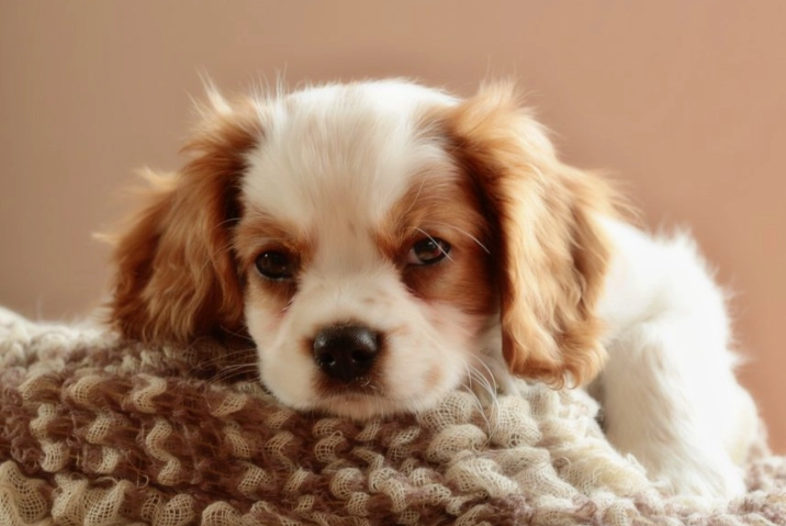 幼犬社會化訓練 幼犬社會化訓練