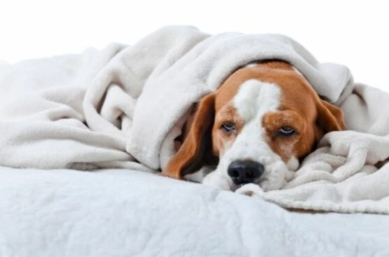 寵物安樂死指南 寵物安樂死指南