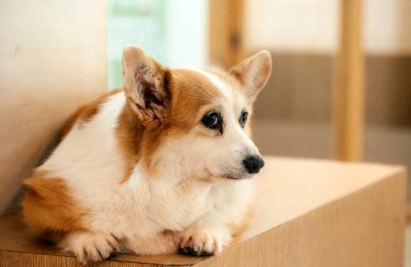 心臟病藥物不良反應