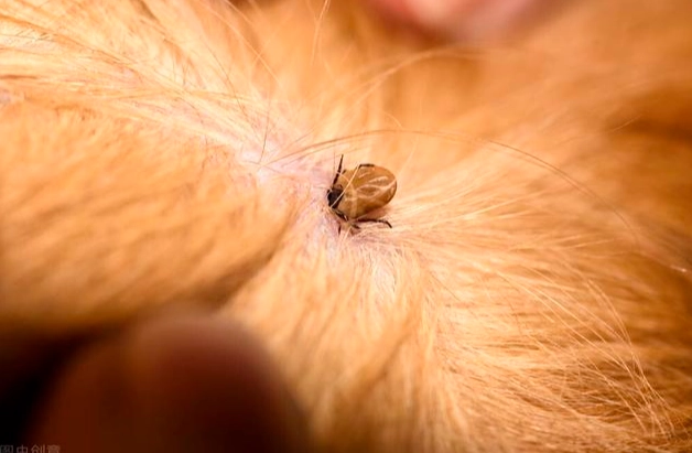 如何預防壁蝨 如何預防壁蝨