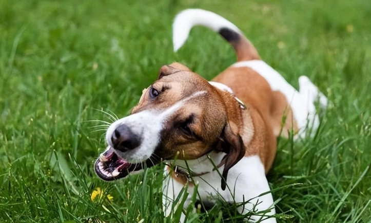 香草對狗的好處