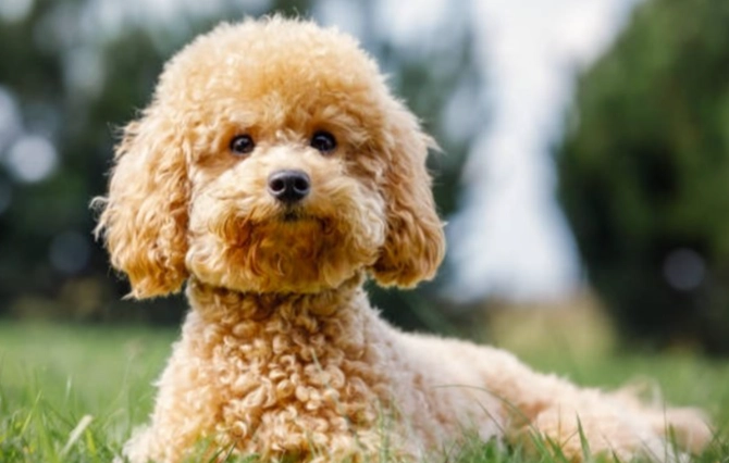 玩具貴賓犬壽命