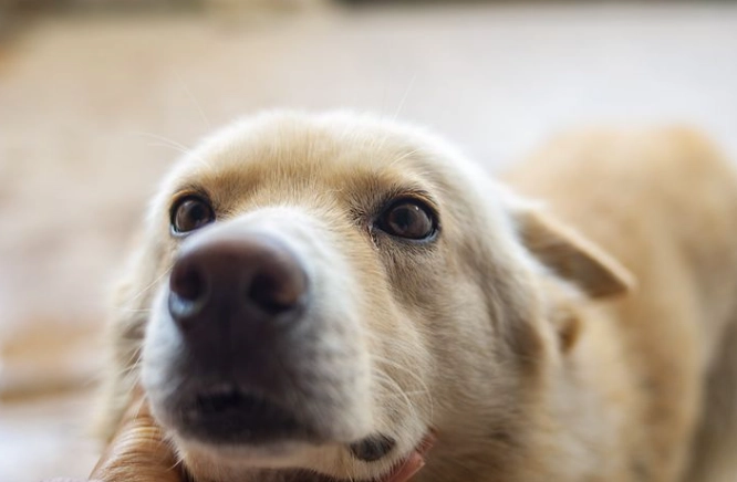 狗狗心臟病症狀