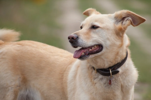 狗狗心臟病症狀