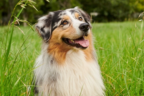 狗耳朵發炎治療 狗耳朵發炎治療