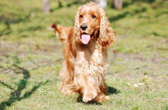 狗癲癇緊急處理 狗癲癇緊急處理