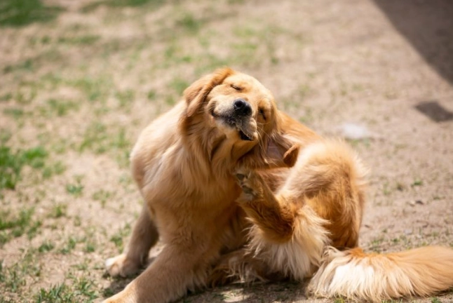 狗狗耳朵分泌物