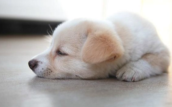 胰臟炎症狀 胰臟炎症狀