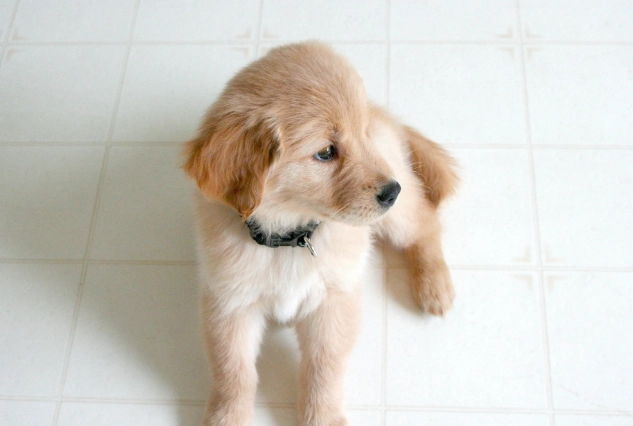 狗狗胰臟炎症狀 狗狗胰臟炎症狀