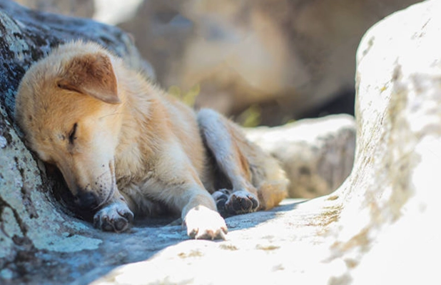 狗癲癇營養管理 狗癲癇營養管理