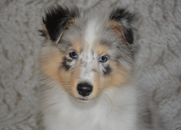 狗狗胰臟炎飲食