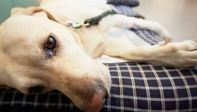 狗狗腎衰竭症狀 狗狗腎衰竭症狀