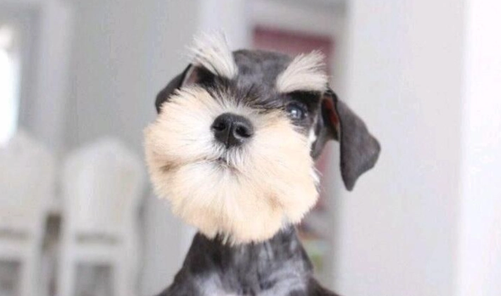 狗狗胰臟炎症狀 狗狗胰臟炎症狀