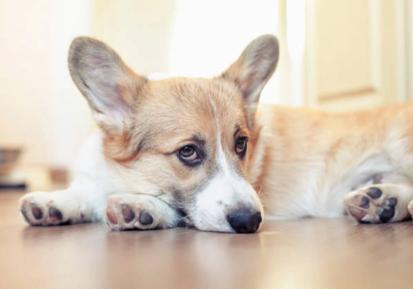 心臟病藥物不良反應