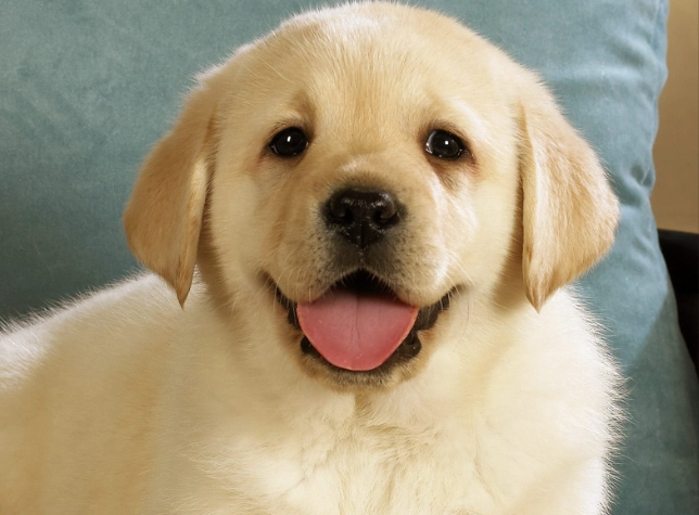 狗狗吐白沫 狗狗吐白沫