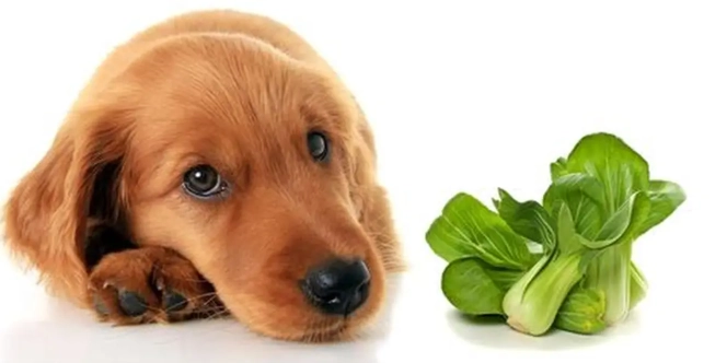 狗狗不能吃的蔬菜