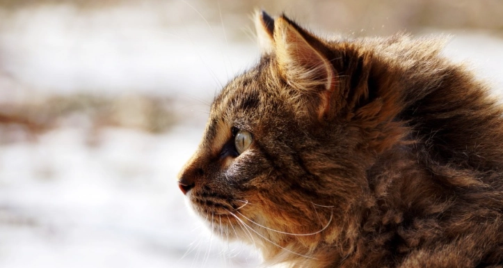 無穀貓飼料推薦