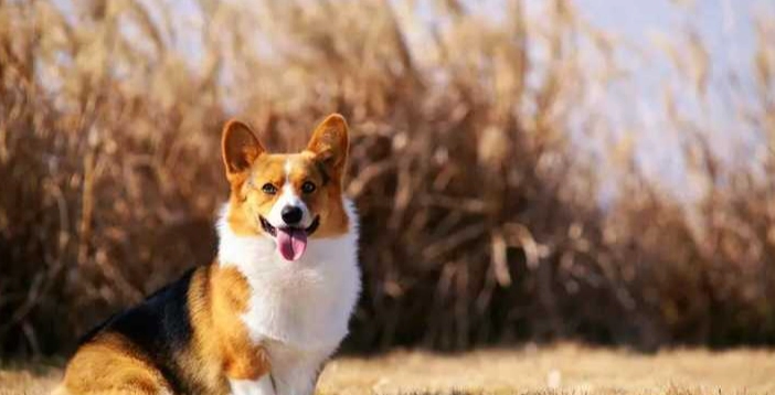 狗狗心絲蟲治療