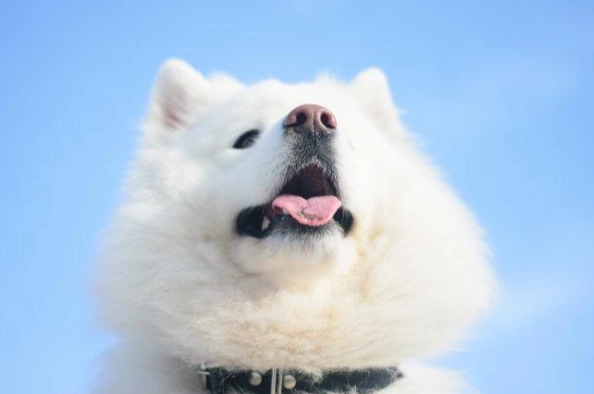 狗狗發作前兆 狗狗發作前兆