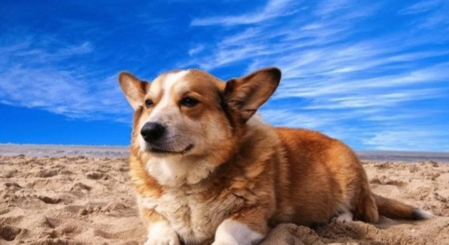 狗抽搐處理 狗抽搐處理