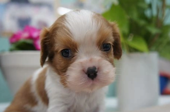 幼犬不喜歡被摸原因 幼犬不喜歡被摸原因