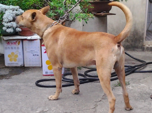 台灣犬幼犬照顧