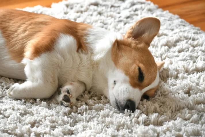 狗心臟病症狀 狗心臟病症狀