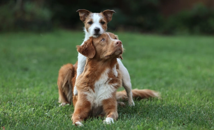 狗狗心臟肥大照護