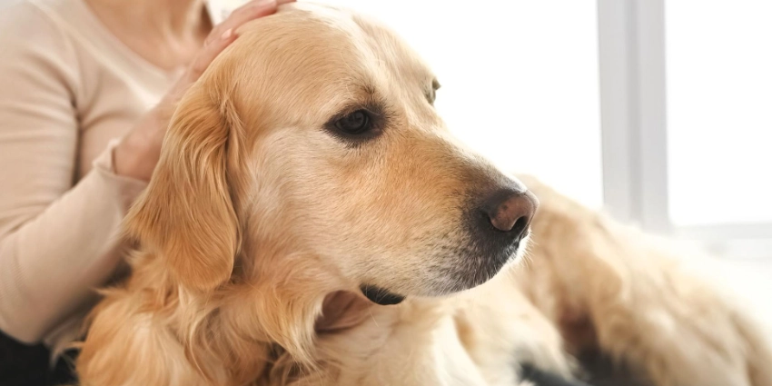 狗狗認知功能障礙