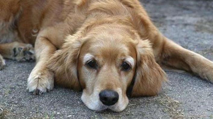 狗年齡是人類幾歲