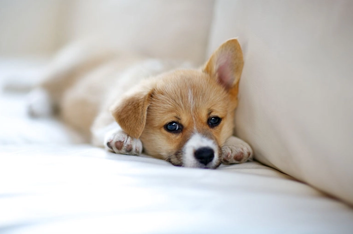 狗心臟病症狀 狗心臟病症狀