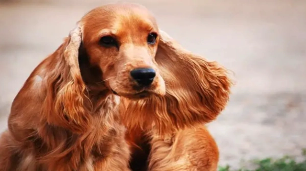 狗狗癲癇後遺症 狗狗癲癇後遺症