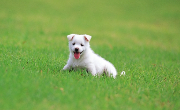 狗吐白沫原因 狗吐白沫原因