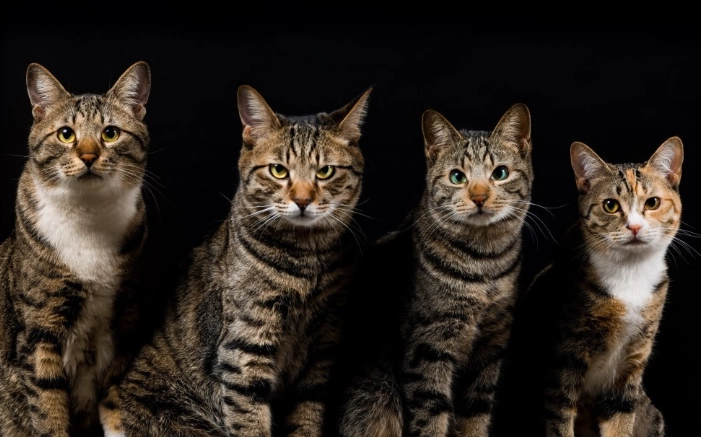 貓咪驅蟲方法 貓咪驅蟲方法